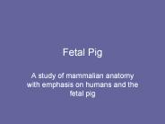 Fetal%20Pig