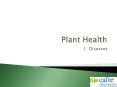 Plant Health PowerPoint PPT Presentation