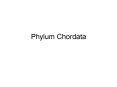 Phylum Chordata PowerPoint PPT Presentation