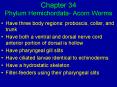 Chapter 34 Phylum Hemichordata- Acorn Worms PowerPoint PPT Presentation