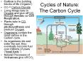 Cycles of Nature:  The Carbon Cycle PowerPoint PPT Presentation