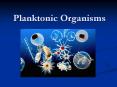 Planktonic Organisms PowerPoint PPT Presentation