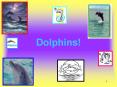 Dolphins! PowerPoint PPT Presentation
