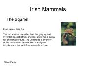 Irish Mammals