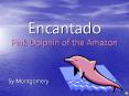 Encantado Pink Dolphin of the Amazon PowerPoint PPT Presentation