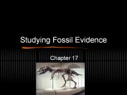 Studying Fossil Evidence