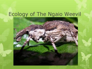 Ecology of The Ngaio Weevil