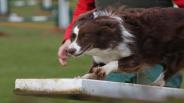 Dog Training Part V - The Command Voice