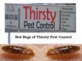Bed Bugs of Thirsty Pest Control PowerPoint PPT Presentation