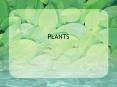 PLANTS PowerPoint PPT Presentation