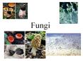 Fungi PowerPoint PPT Presentation
