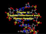 Chapter 11 Complex Inheritance and Human Heredity