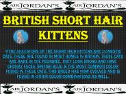British Short Hair Kittens