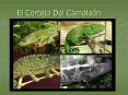 El Cortejo Del Camale PowerPoint PPT Presentation