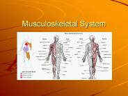 Musculoskeletal%20System