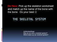 The Skeletal system