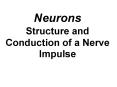 Neurons Structure and Conduction of a Nerve Impulse PowerPoint PPT Presentation