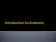 Introduction to Anatomy