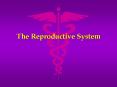 The Reproductive System PowerPoint PPT Presentation