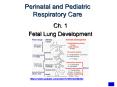 Fetal Lung Development PowerPoint PPT Presentation