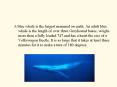 A blue whale is the largest mammal on earth. An adult blue whale is the length of over three Greyhound buses, weighs more than a fully loaded 747 and has a heart the size of a Volkswagon Beetle. It is so large that it takes at least three minutes for it PowerPoint PPT Presentation