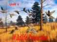 Wildlife Protection PowerPoint PPT Presentation