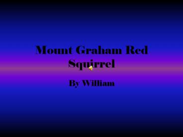 Mount Graham Red Squirrel