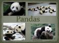 Pandas PowerPoint PPT Presentation
