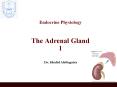 Endocrine Physiology  The Adrenal Gland 1 PowerPoint PPT Presentation