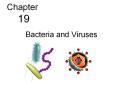 Bacteria and Viruses PowerPoint PPT Presentation
