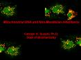 Mitochondrial DNA and Non-Mendelian Inheritance PowerPoint PPT Presentation