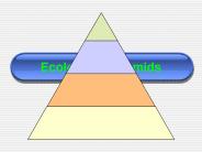 Ecological Pyramids
