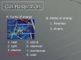 Cell Respiration PowerPoint PPT Presentation
