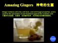 Ginger contains anti viral, anti toxic, and anti fungal properties, and is used for the prevention of and treatment against the common cold. PowerPoint PPT Presentation