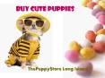 The Puppy Store PowerPoint PPT Presentation