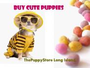 The Puppy Store