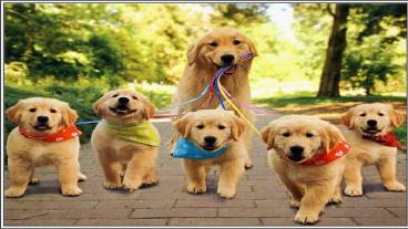 House Breaking Your Golden Retriever