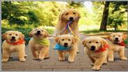 House Breaking Your Golden Retriever