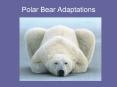 Polar Bear Adaptations PowerPoint PPT Presentation