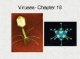 Viruses- Chapter 18 PowerPoint PPT Presentation