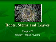 Roots, Stems and Leaves