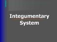 Integumentary System PowerPoint PPT Presentation