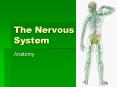 The Nervous System PowerPoint PPT Presentation
