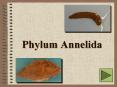 Phylum Annelida PowerPoint PPT Presentation