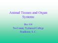 Animal Tissues and Organ Systems PowerPoint PPT Presentation