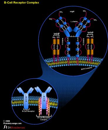 B-Cell Receptor Complex