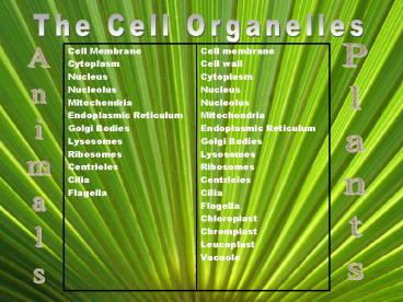The Cell Organelles