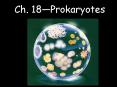 BACTERIA PowerPoint PPT Presentation