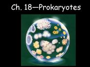 BACTERIA