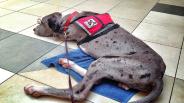 The lowdown on dog clicker training